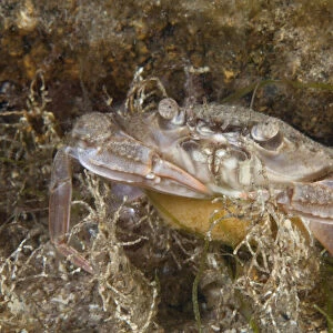 Female Harbour Crab with eggs (Liocarcinus depurator) Bouley Bay, Jersey, British Channel Islands