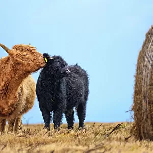 Female Highland cow (Bos taurus) licking its calf next to hay bale, Exmoor National Park, Somerset / Devon, England. November