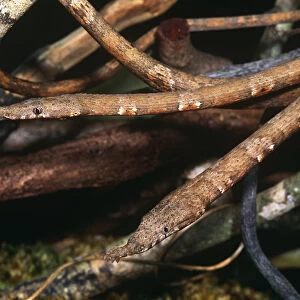 Twig Snake Related Images