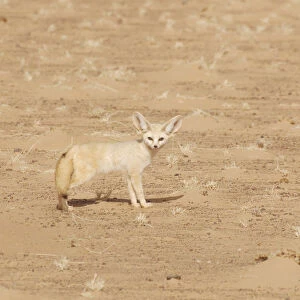 Fennec Fox (Fennecus / Vulpes zerda) in profile against sand. Dilia Achetinamou Niger