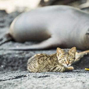 Feral kitten with sleeping Galapagos sea lion (Zalophus wollebaeki) Puerto Fragata