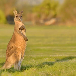 Forester kangaroo (Macropus giganteus) adult male, Tasmania, Australia