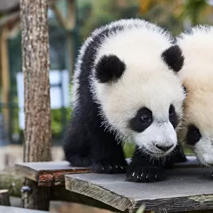 Giant panda (Ailuropoda melanoleuca) cubs, Yuandudu and Huanlili, aged 8 months, side by side, Beauval ZooPark, France, April, 2022. Captive