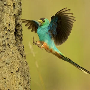 Golden-shouldered parrot (Psephotus chrysopterygius) male landing at nest cavity in
