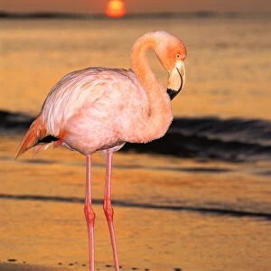Greater flamingo at sunset on beach {Phoenicopterus ruber} Floreana Island Galapagos
