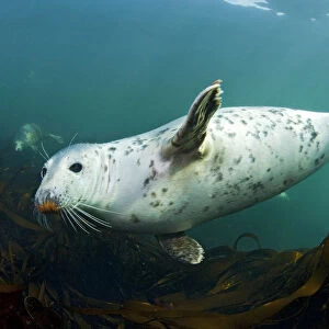 Grey seal (Halichoerus grypus) swimming amongst kelp, Farne Islands, Northumberland