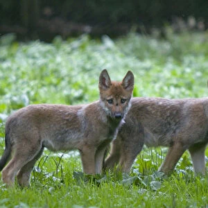Two Grey wolf (Canis lupus) cubs standing together in green vegetation, captive