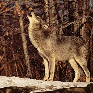 Grey wolf howling, USA