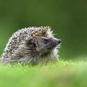 Hedgehog (Erinaceus europaeus). Dorset, UK, July. Captive