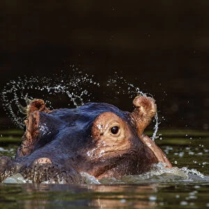 Hippopotamus (Hippopotamus amphibius) ears flicking water when opening after surfacing