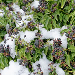 Ivy (Hedera helix) berry clusters ripening in winter after recent snow, Wiltshire hedgerow, UK. January