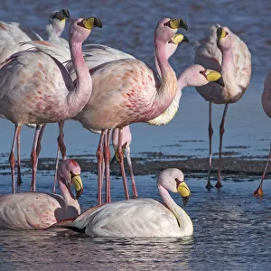 Jamess Flamingo