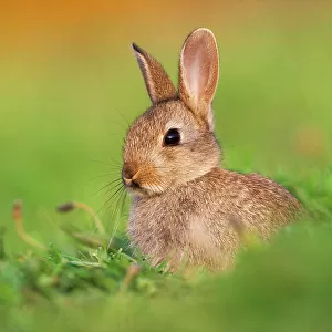 Juvenile European rabbit (Oryctolagus cuniculus) in public park, Edinburgh, Scotland, June