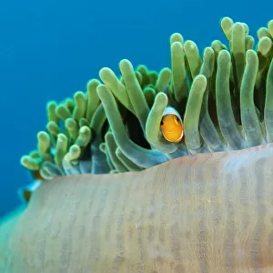 Juvenile Ocellaris / Common clownfish (Amphiprion ocellaris) looking out from its home in an anemone, Raja Ampat, West Papua, Indonesia, Pacific Ocean