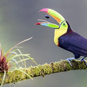 Keel-billed toucan (Ramphastos sulfuratus) feeding, tossing fruit seed in beak