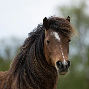 Kerry bog pony, gelding, a rare breed, head portrait, County Kerry, Republic of Ireland. April