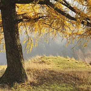 Larch tree, Rynartice, Ceske Svycarsko / Bohemian Switzerland National Park, Czech Republic