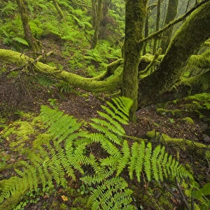 Laurisilva forest, Laurus azorica among other trees in Garajonay National Park, La Gomera