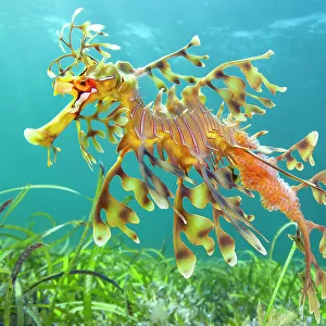 Leafy seadragon (Phycodurus eques) male carrying eggs, swims over seagrass meadow. Wool Bay, Edithburgh, South Australia. Gulf of St Vincent