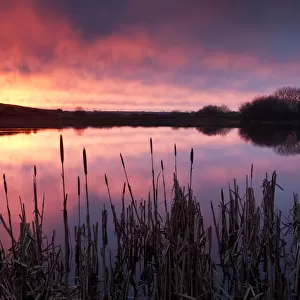 Lower Tamar Lake, at sunrise, reflections and reeds, north Cornwall / Devon border, UK