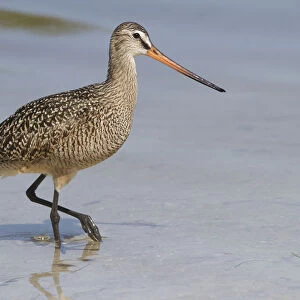 Marbled Godwit (Limosa fedoa) hunting at low tide for marine prey, Tampa Bay, Pinellas County