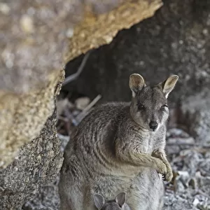 Mareeba rock wallaby (Petrogale marreba) with baby, Queensland, Australia