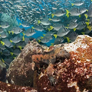 Marine iguana (Amblyrhynchus cristatus) feeding underwater on algae. Endemic species
