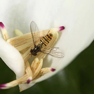 Marmalade hoverfly (Episyrphus balteatus) feeding on pollen on fallen Southern magnolia