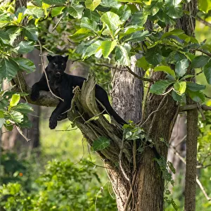 Melanistic leopard / Black panther (Panthera pardus fusca) resting in tree
