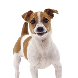 Miniature smooth coated Jack Russell Terrier, tan and white female puppy, 20 weeks