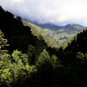 Mountain forests where the Yunnan snub-nosed monkey (Rhinopithecus bieti) lives, Yunnan, China