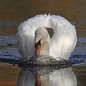 Mute swan (Cygnus olor) on water, Wheatfen, Norfolk, UK, November