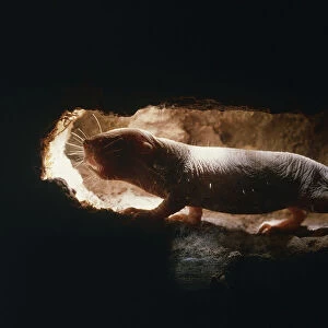 Naked mole rat in tunnel {Heterocephalus glaber} Kenya, East Africa
