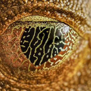 Nictitating membrane covering eye of Map Treefrog (Hypsiboas geographicus)