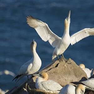 Northern gannets (Morus bassanus) performing sky-pointing display with outspread wings