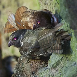 Oilbird (Steatornis caripensis) nocturnal birds roosting and nesting in along walls of deep