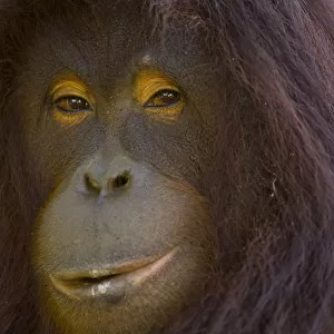 Orangutan {Pong pygmaeus} portrait, Sungai Kinabatangan, Sabah, Borneo, Malaysia