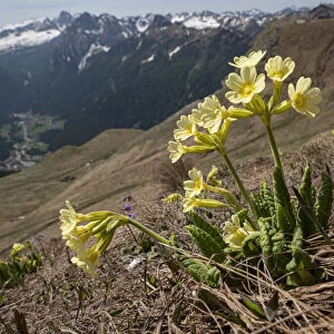 Oxlip (Primula elatior) in alpine pasture following snow melt, mountains in background