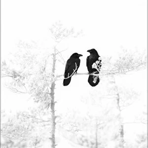 A pair of Ravens (Corvus corax) perched in bleached out pine tree, Estonia, March 2008