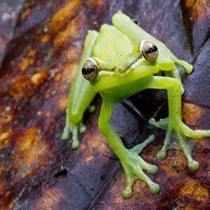 Palmar tree frog (Boana / Hypsiboas pellucens) on leaf, Canande, Esmeraldas, Ecuador