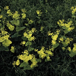Perfoliate alexanders (Smyrnium perfoliatum) flowers and Hairy vetch (Vicia villosa) Bastasi area