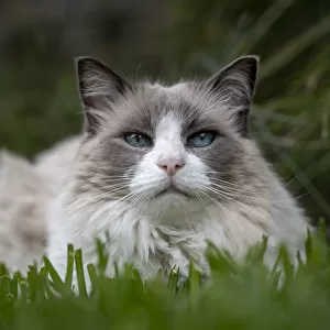 Portrait of male 12 year old domestic cat, ragdoll breed, bicolour, named Magellan