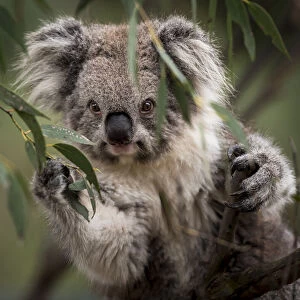 Portrait of a Victorian koala (Phascolarctos cinereus). Koalas from the more southern