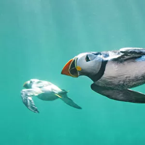 Puffins (Fratercula arctica) swimming underwater. Puffins spend most of their lives at sea and are excellent underwater swimmers, which is how they catch small fish, their main food. Farne Islands, Northumberland. England, UK. North Sea. July