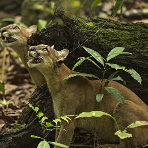 Pumas (Puma concolor) stalking a troop of howler monkeys, Corcovado National Park, Costa Rica, May