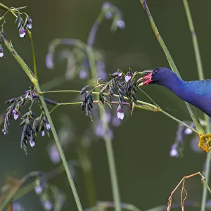 Purple gallinule (Porphyrio martinicus) reaches for giant bulrush (Schoenoplectis