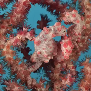 Three Pygmy seahorses (Hippocampus bargibanti) on a Seafan / Gorgonian (Muricella