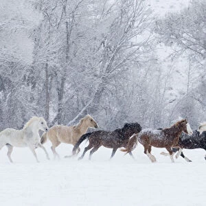Quarter horses running in snow at ranch, Shell, Wyoming, USA, February