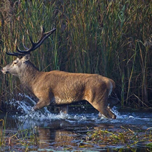 Red deer (Cervus elaphus) stag, Saxony, Germany. September
