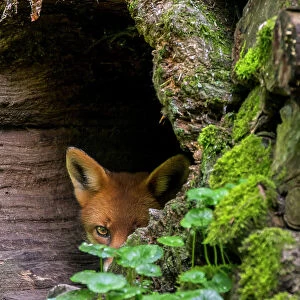 Red fox (Vulpes vulpes) hiding in hollow tree trunk in forest, Germany. September